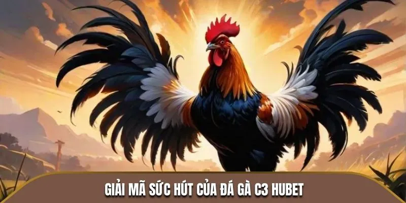 Giải mã sức hút của Đá Gà C3 HUBET